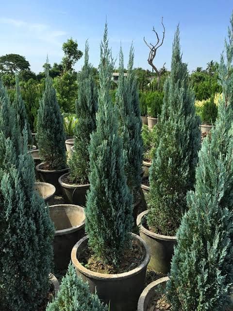 485583b5ccfd2a6a68958f0f77847f07