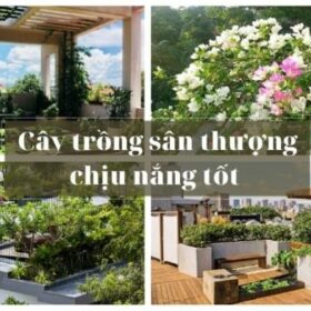 Cây chịu nắng sân vườn