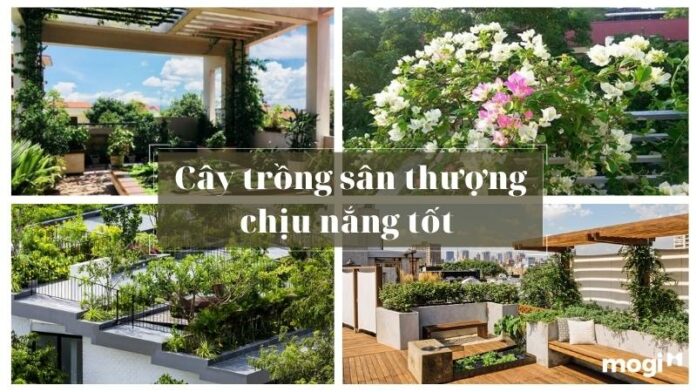 Cây chịu nắng sân vườn