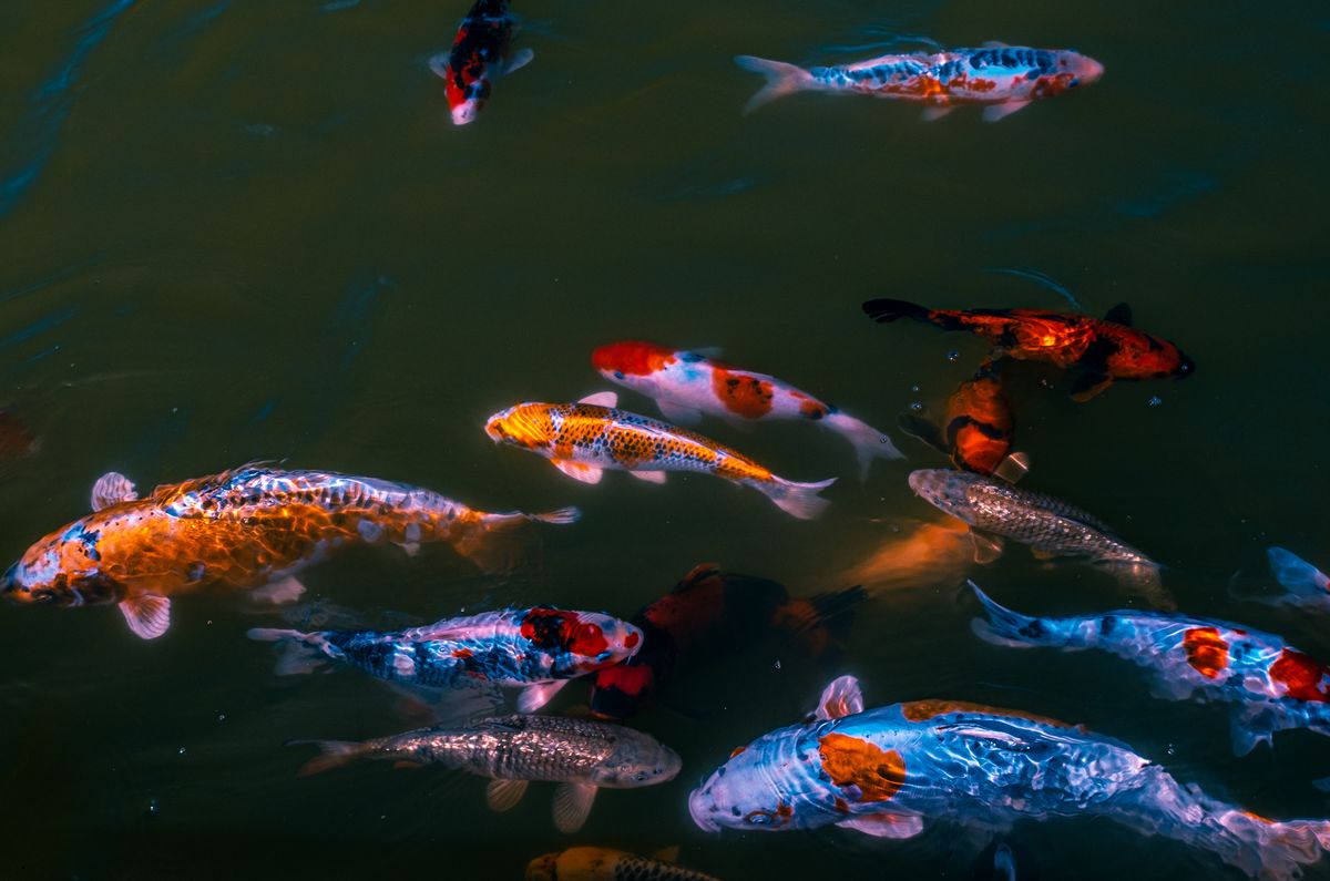 Chiếu Sáng Hồ Cá Koi: 5 Nguyên Tắc Đẹp Và An Toàn Cho Cá 2 Đàn cá koi nhiều màu bơi trong hồ nước trong