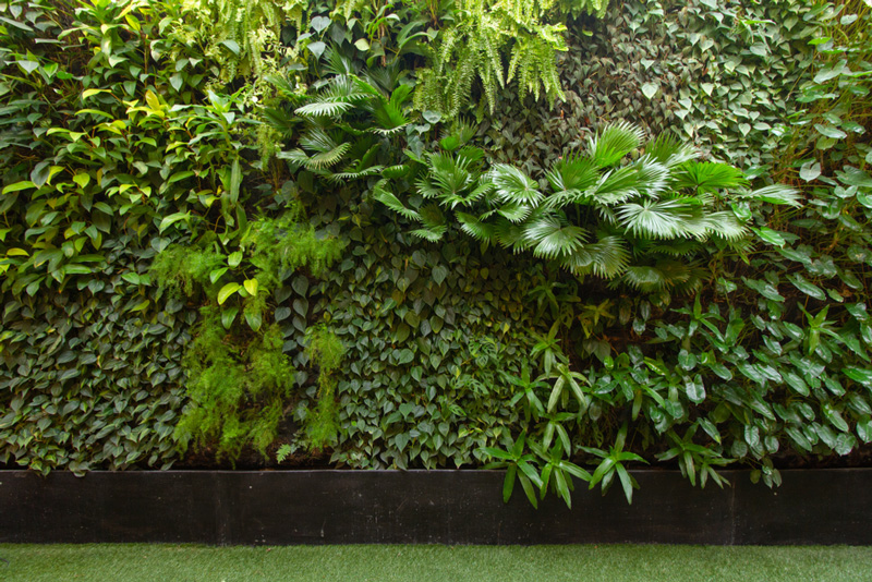 cac loai cay lam vuon tuong dung