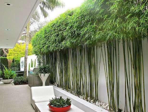 Hàng trúc bản địa xanh mát tạo hàng rào xanh cho biệt thự hiện đại