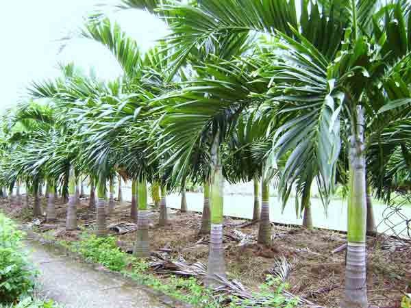 Cây bản địa cho biêt thự với hàng cau bản địa