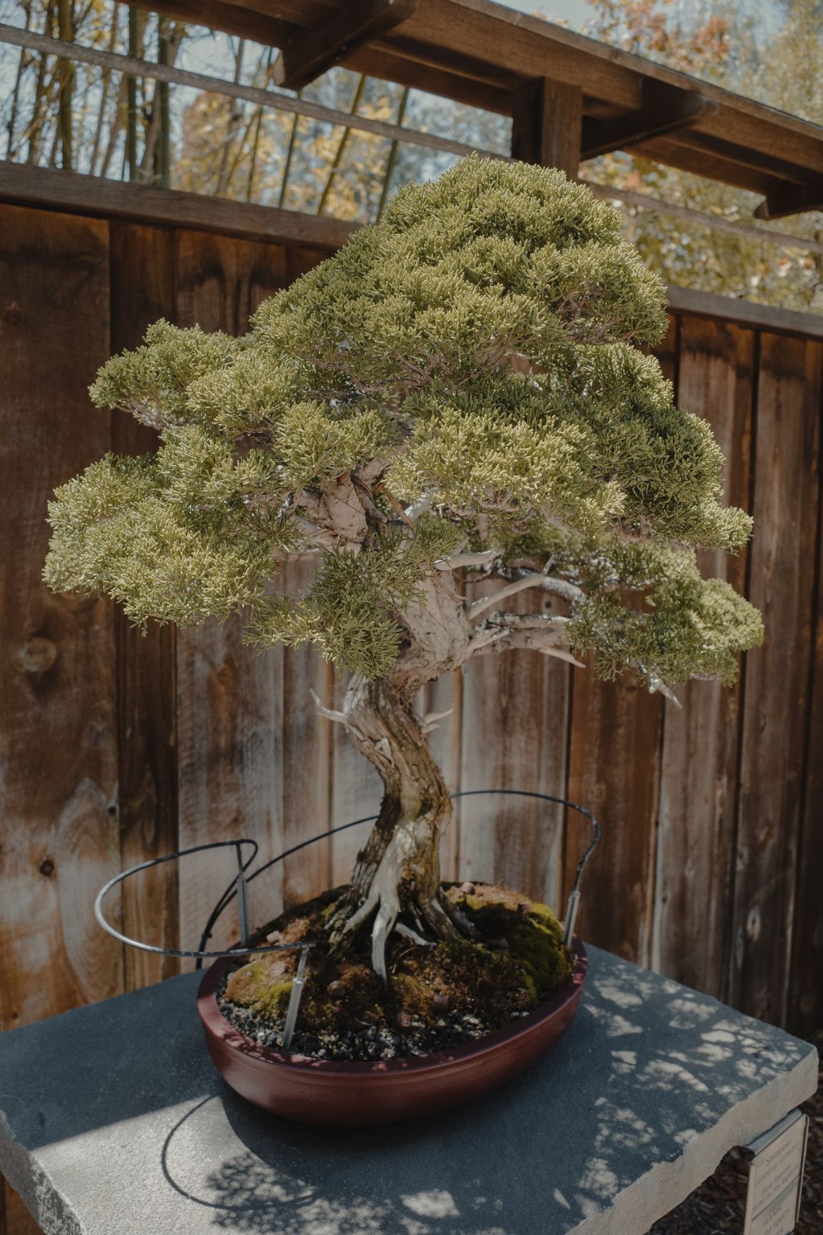 Cây bonsai cắt tỉa nghệ thuật trang trí cho vườn uống trà