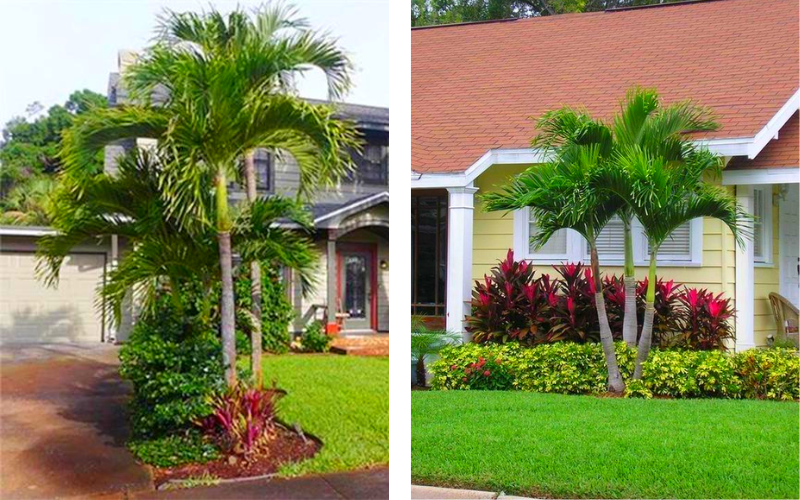 vì sao Cau cảnh là "lá chắn" hoàn hảo trong phong thủy cây xanh trước nhà.