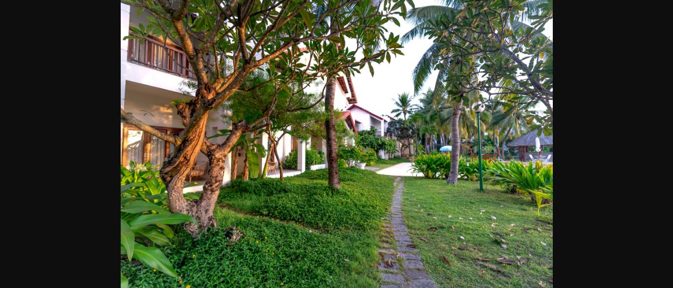 Cây đại (sứ) cổ thụ - điểm nhấn cây cảnh quan resort đầy hoài niệm