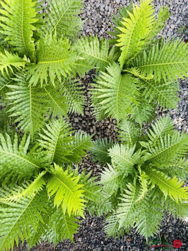 cay duong xi khong tuoc 1