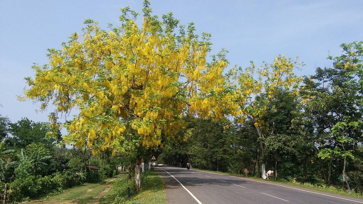 Cây muồng hoàng yến chịu nắng nở hoa vàng rực ven đường