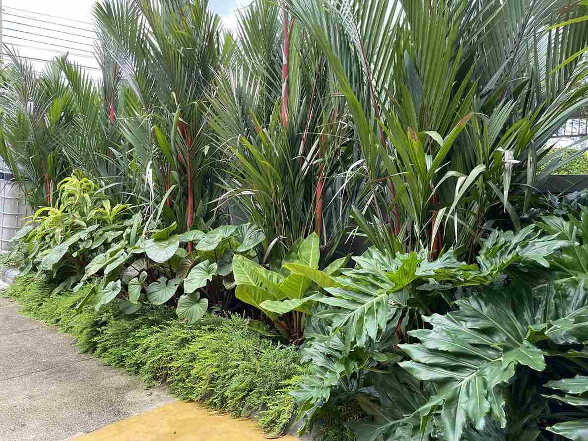 Hàng cây nhiệt đới xanh mướt tạo viền xanh dọc theo lối đi sân vườn