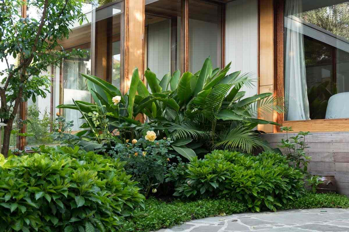 Vườn cây nhiệt đới tươi mát bên hiên nhà với hoa hồng vàng nổi bật