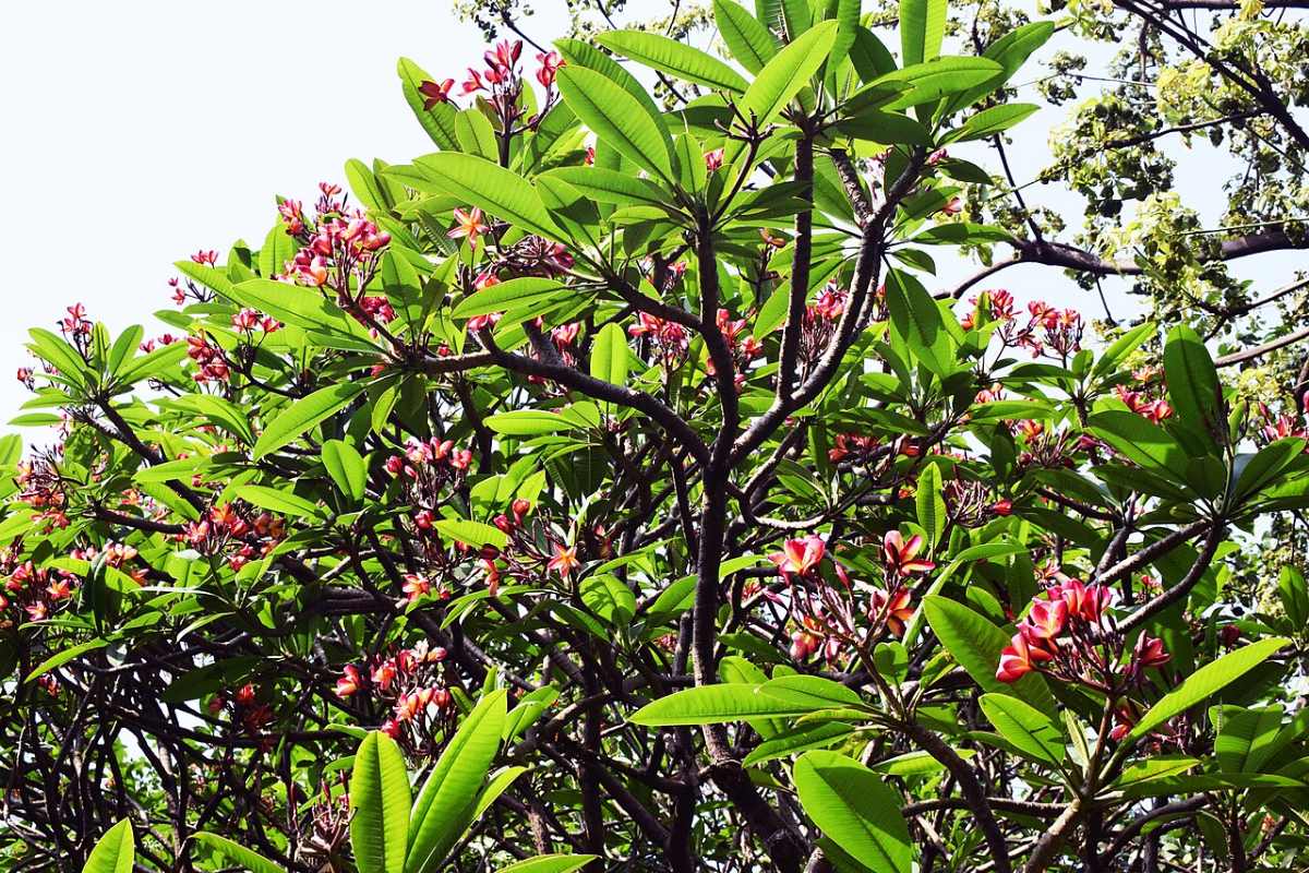 Cây sứ cùi chịu nắng sân vườn nở hoa đỏ hồng