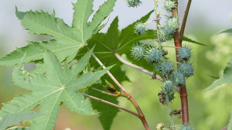 cay thau dau chua xuong khop co tot khong luu y khi su dung 2 800x450 1