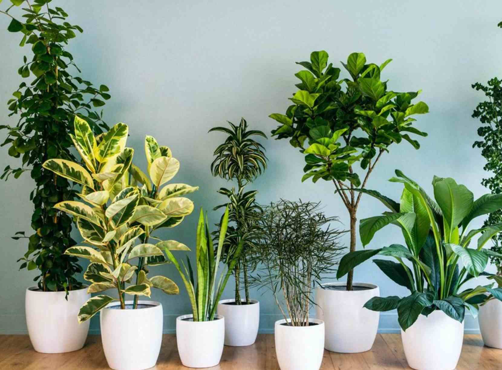 Cây Trang Trí Trong Nhà: Gợi Ý Những Loại Cây Lọc Không Khí Trong Nhà 2 Các loại cây trang trí trong nhà giúp lọc không khí và tăng thẩm mỹ nội thất