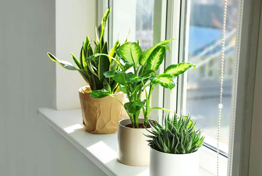 Cây Trang Trí Trong Nhà: Gợi Ý Những Loại Cây Lọc Không Khí Trong Nhà 4 Cây trang trí trong nhà đặt cạnh cửa sổ giúp không gian sáng và xanh mát hơn