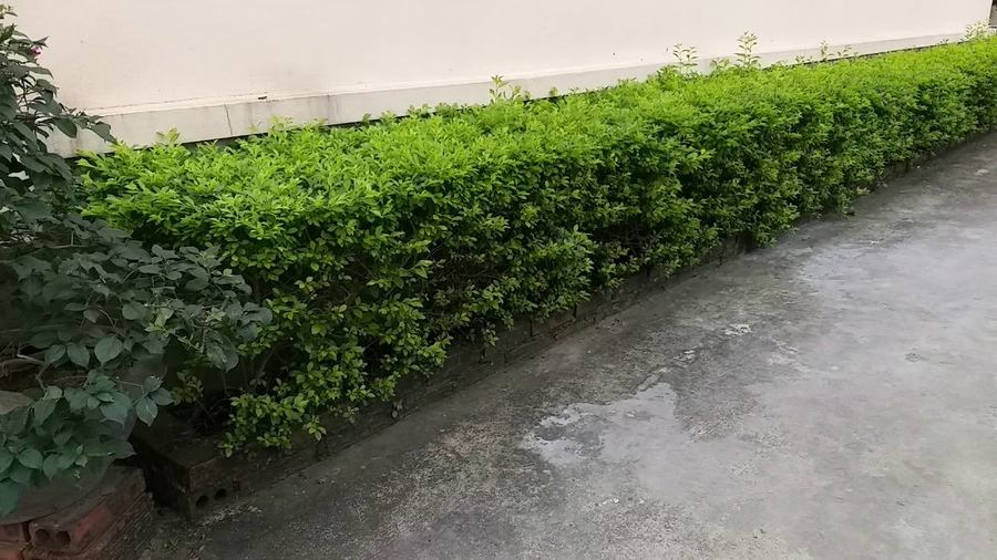 Cây Trồng Viền Hàng Rào: Tạo Điểm Nhấn Cảnh Quan Tự Nhiên Và Tinh Tế 3 Hàng rào cây chuỗi ngọc được cắt tỉa hình khối xanh tươi bên đường làng