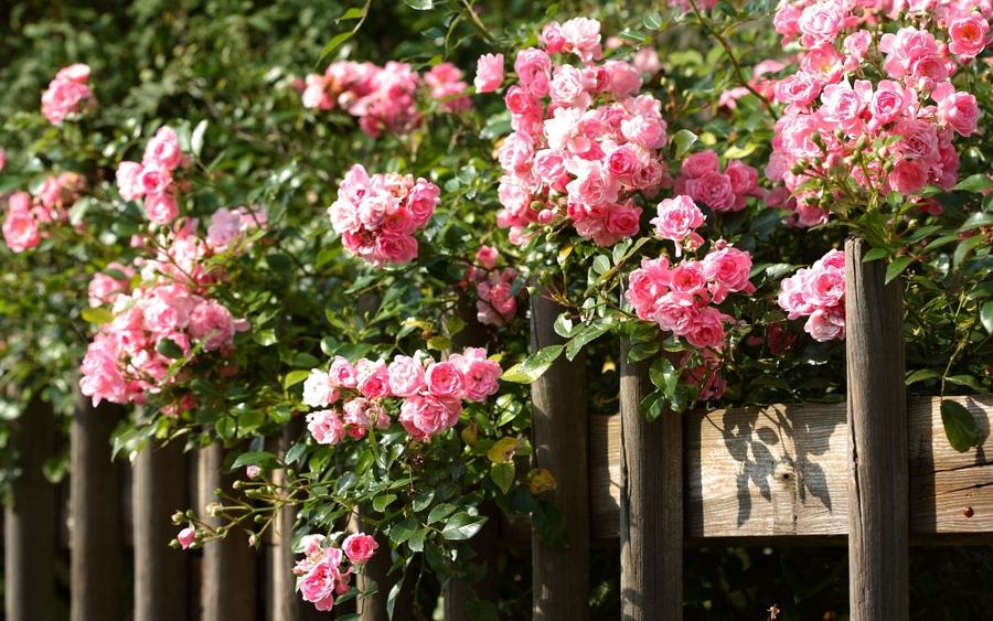 Cây Trồng Viền Hàng Rào: Tạo Điểm Nhấn Cảnh Quan Tự Nhiên Và Tinh Tế 2 Cây trồng viền hàng rào với hoa hồng