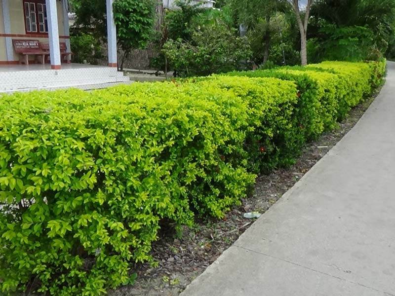 Cây Trồng Viền Hàng Rào: Tạo Điểm Nhấn Cảnh Quan Tự Nhiên Và Tinh Tế 4 Hàng rào cây xanh tỉa gọn dọc theo lối đi bê tông bên cạnh tường biệt thự