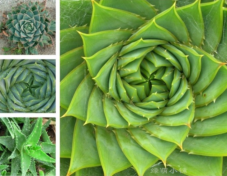 Cảnh Quan "Low-maintenance": 13 Giải Pháp Thiết Kế Sân Vườn Đẳng Cấp Không Tốn Công Chăm Sóc 3 cay mong nuoc