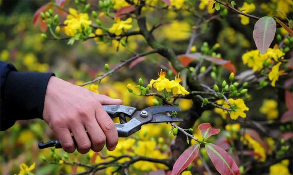 Chăm sóc cây sân vườn tháng 12 với thao tác cắt tỉa nhẹ nhàng