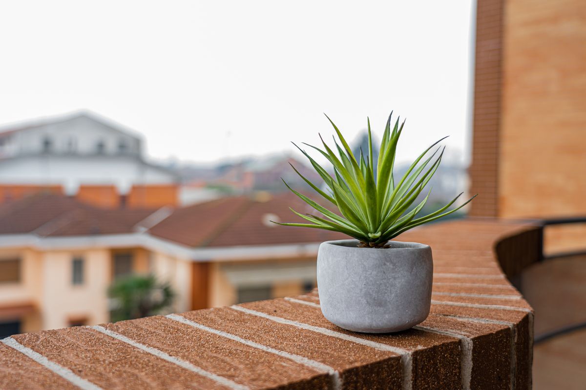 Chậu cây đặt trên tường chắn mái sân thượng