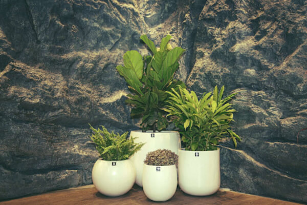 Chậu Composite và chậu Gốm sứ