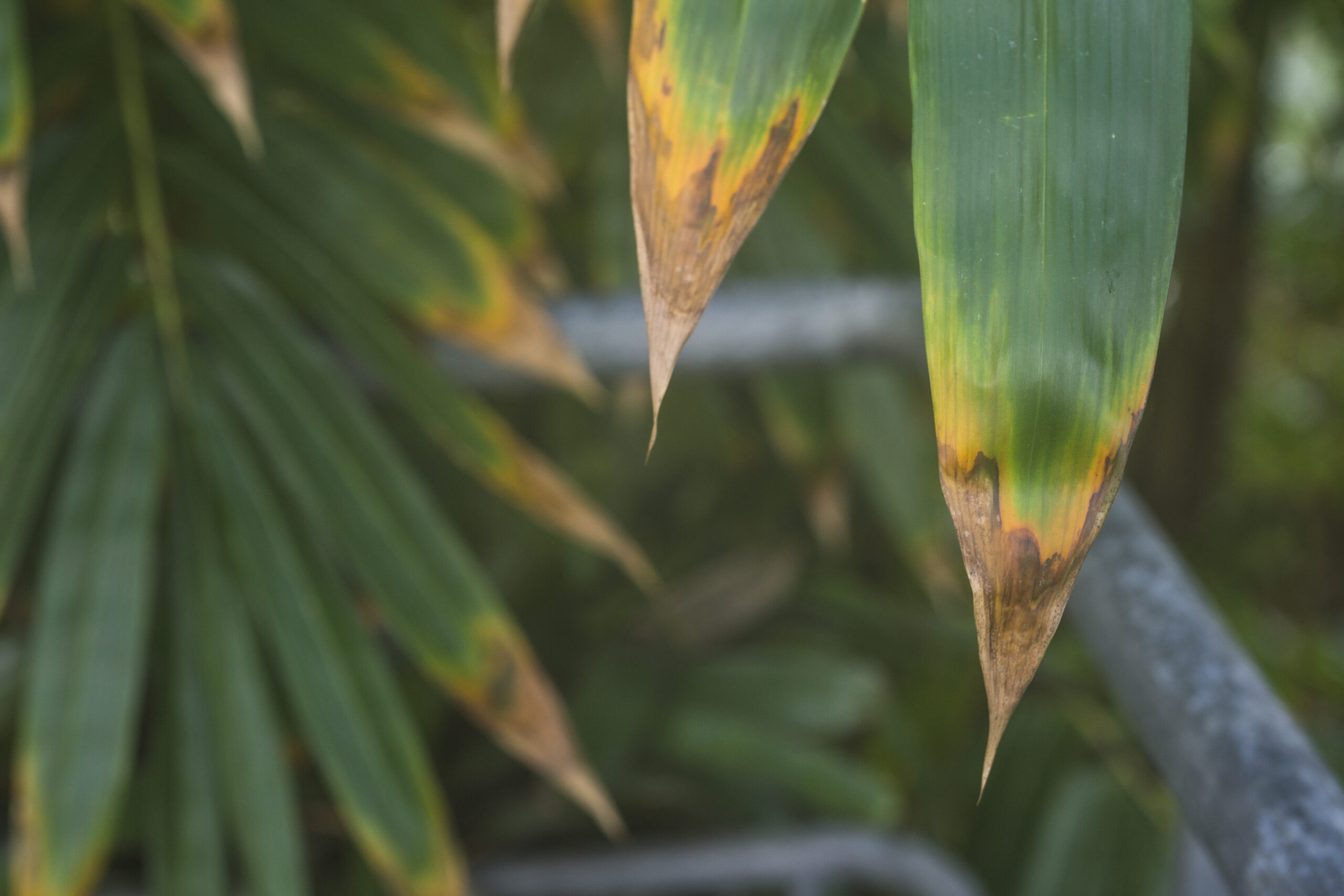 Hướng Dẫn Chọn Cây Trồng Sân Vườn Tropical Phù Hợp Với Khí Hậu Nhiệt Đới Việt Nam 4 Lá cây bị cháy đầu, ngả vàng và khô héo do điều kiện trồng không phù hợp.