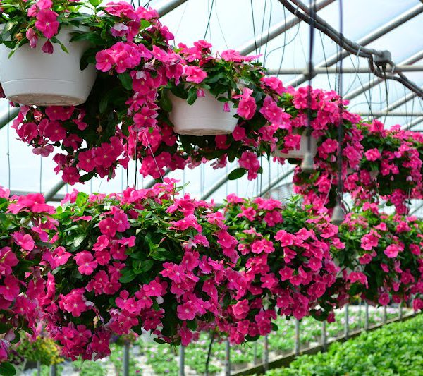 Hoa dừa cạn - Cây chịu nắng sân vườn