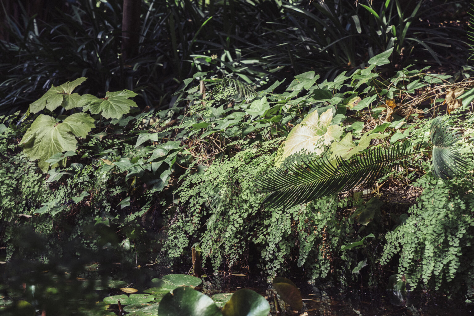 Vườn cây tropical xanh mướt