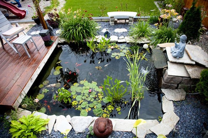Bộ Sưu Tập Mẫu Hồ Cá Sân Vườn Theo Phong Cách Tropical 4 Hồ cá viền Tropical