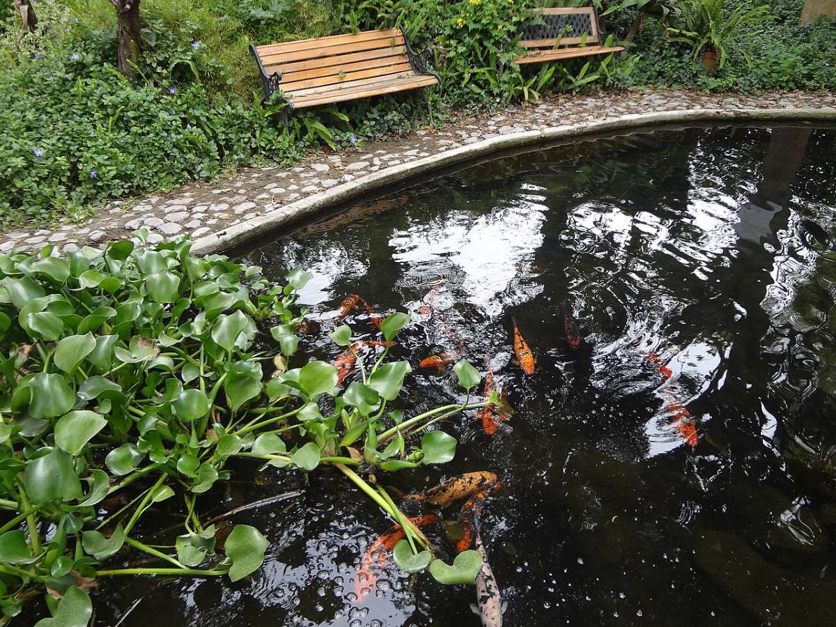 Hồ Koi kết hợp cây thủy sinh bên lối đi sân vườn