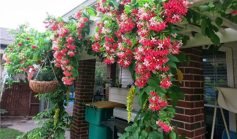 Loại cây chịu nắng sân vườn