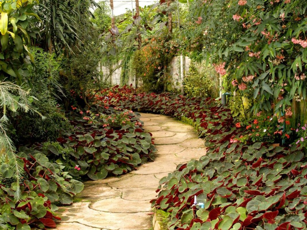 Kinh nghiệm chăm sóc sân vườn xanh tốt quanh năm