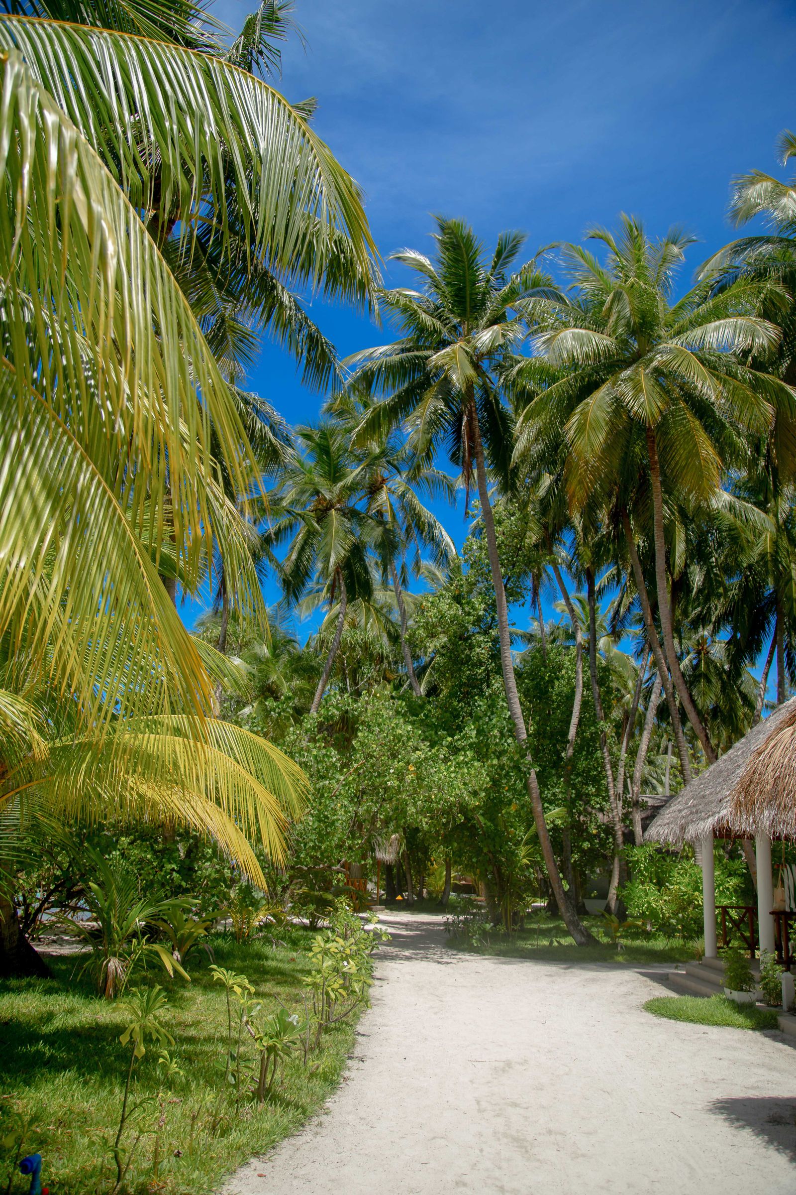 Lối đi rợp bóng dừa tại Homestay ven biển