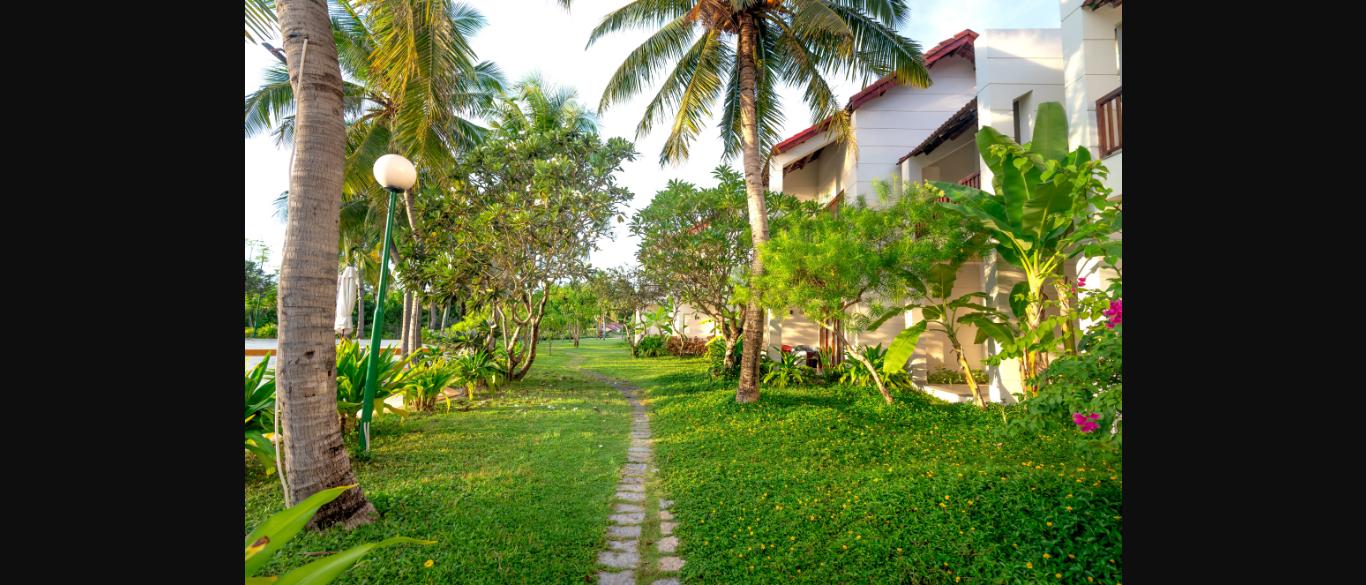 Cây cảnh quan resort - lối đi bộ giữa vườn dừa và chuối cảnh xanh mát