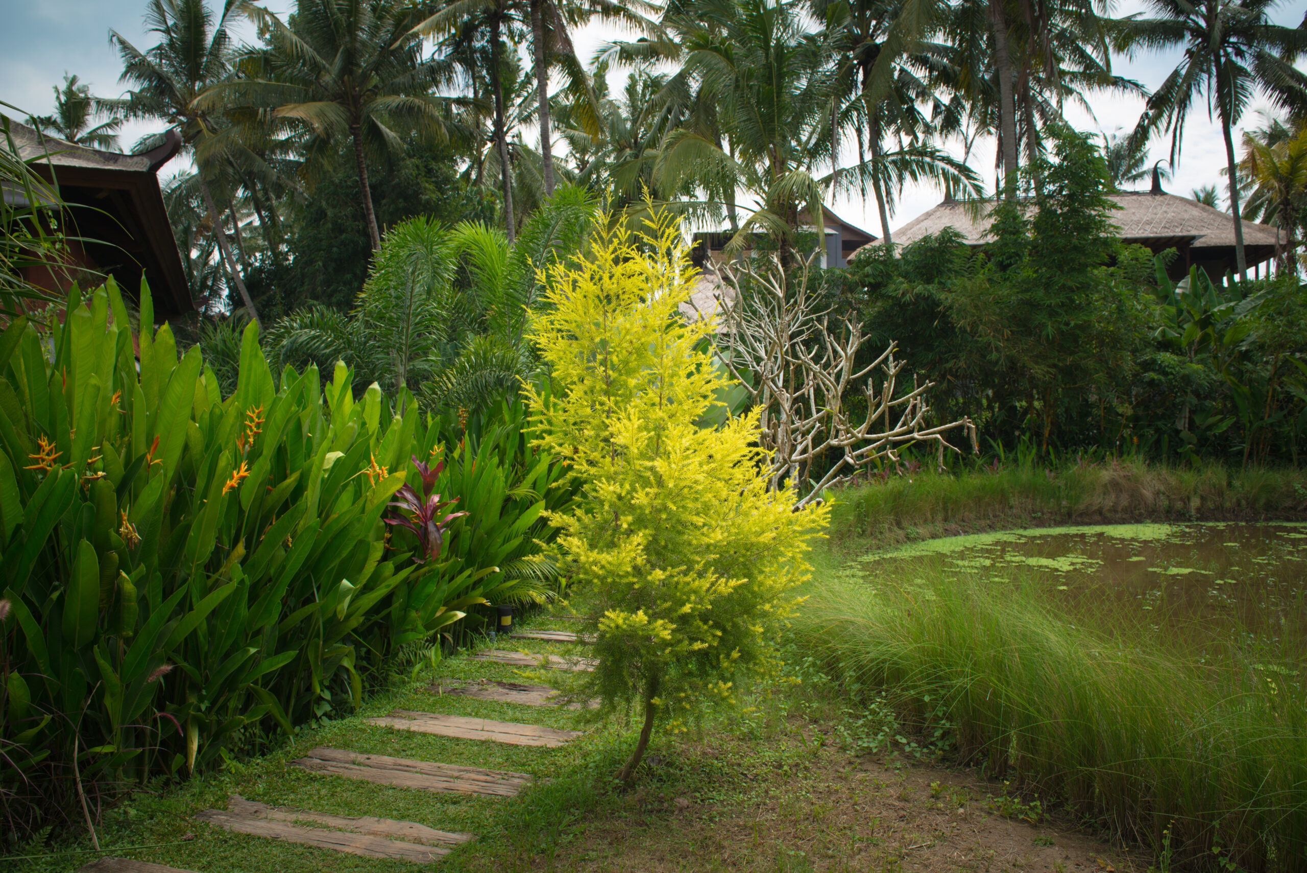 Vì Sao Giới Thượng Lưu Ưa Chuộng Thiết Kế Cảnh Quan Tropical? 4 Lối đi lát đá tự nhiên trong khu vườn tropical xanh tươi