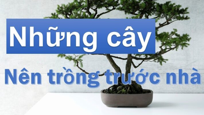 Phong thủy cây xanh trước nhà