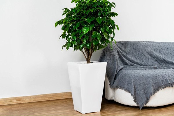 mua chau nhua abs hay chau composite de trong cay