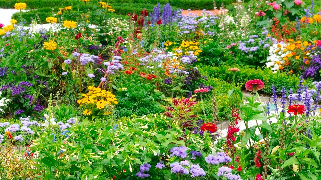 Vườn Hỗn Loạn (Chaos Gardening): Nghệ Thuật Bản Nguyên Và Sự Tự Do Trong Thiết Kế Cảnh Quan 1 Vườn hỗn loạn - Chaos Gardening