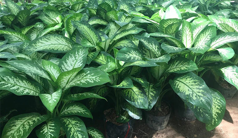 Tìm hiểu ý nghĩa của cây Vạn Niên Thanh trong phong thủy cây xanh.