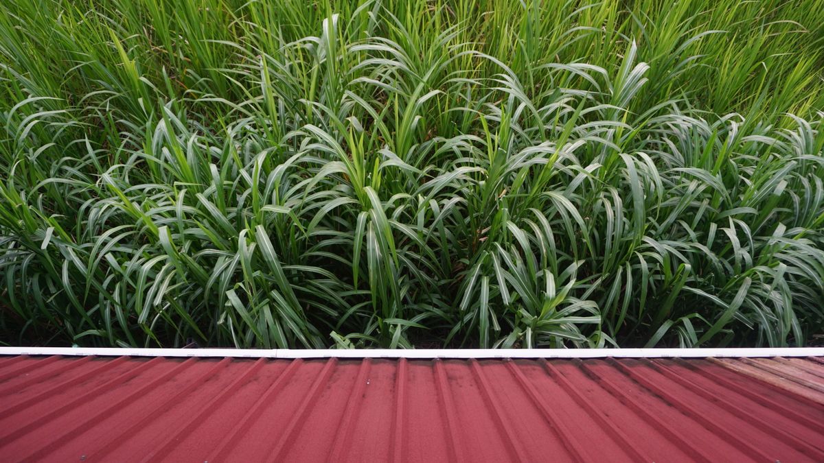 Thảm cỏ xanh phủ trên mái nhà