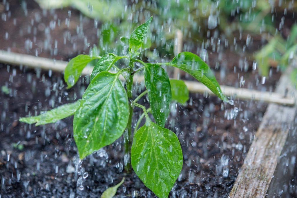 Mưa lớn kiểm tra khả năng thoát nước của sân vườn