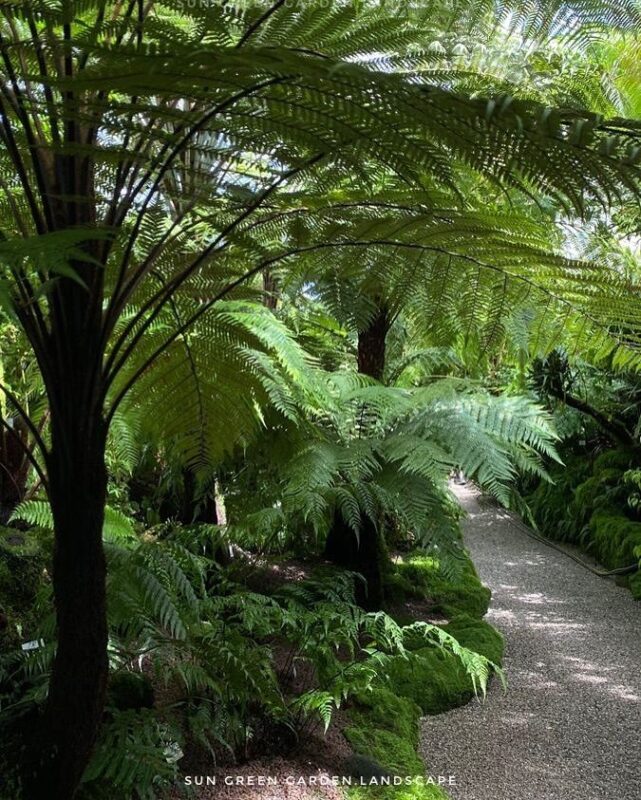 top cay ban dia san vuon