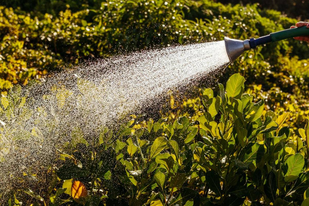 Tưới nước đúng cách khi chăm sóc sân vườn