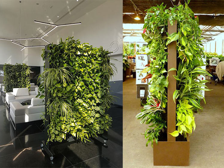 Tường cây thật và tường cây giả