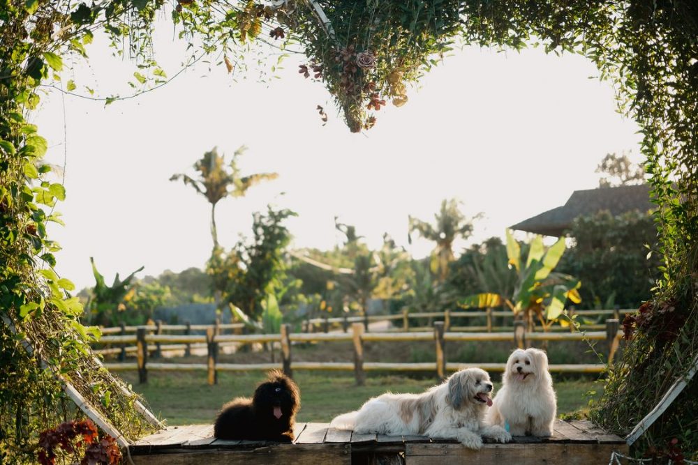 Vườn Cho Thú Cưng: Nghệ Thuật Kiến Tạo Không Gian Xanh An Toàn Cho Người Bạn Bốn Chân 7 vườn cho thú cưng góc nghỉ ngơi hàng rào gỗ an toàn