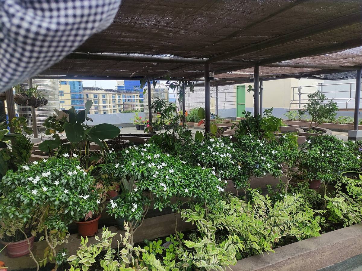 Nhà Nhỏ Vẫn Có Sân Vườn: 9 Ý Tưởng Xanh Mát Cho Diện Tích Hẹp 2026 5 Vườn sân thượng nhà phố với nhiều cây xanh và giàn che